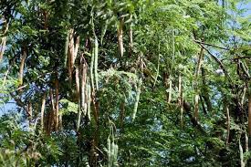 Image result for horseradish tree