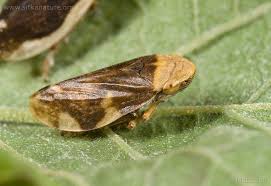 Image result for spittle bug