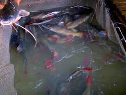 Về MIỀN TÂY ăn cá LINH nhé Ae ... Mời Ae thưởng thức ... ! - 2