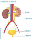 Pylonphrites aigus Acute pyelonephritis