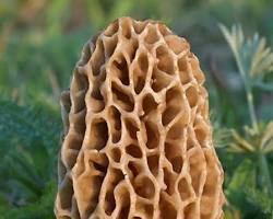 Image of True Morel Mushroom