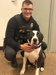 Meet K-9 Ron: The Rescued Pit Bull Turning Heads in Law ...