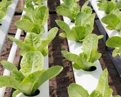 spinach hydroponic plant