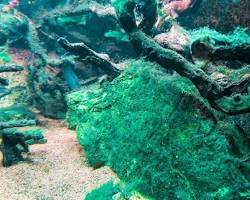 cyanobacteria blue green algae freshwater aquarium, generata con l'AI
