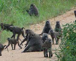 Image of troop of olive baboons in Uganda