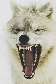 Znalezione obrazy dla zapytania animals inspiration tumblr