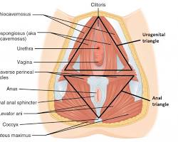 Image of Female external genitalia