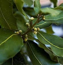 Image result for Bayleaf Pictures