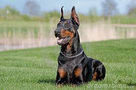 Resultado de imagem para dobermann