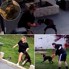 OUTRAGE: A dog cried out in pain repeatedly but was ignored ...