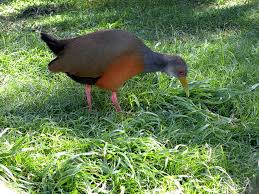 Resultado de imagen para fauna uruguaya