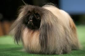 Résultat de recherche d'images pour "dog show"