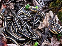 snake picture