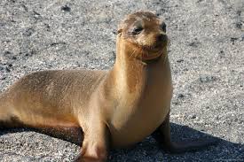 Resultado de imagen de lobo marino de galápagos