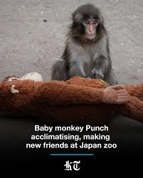 Fans have been flocking to a zoo in Ichikawa, Japan, to ...