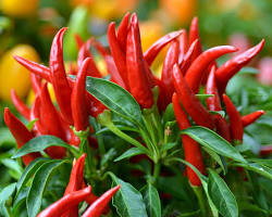 Image of chili plant