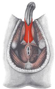 Picture of bulbospongiosus muscle