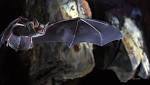  Study: Telomeres Don't Shorten with Age in Longest-Lived Bats