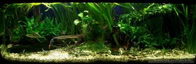 Aquarium von Marius Paflitschek: Becken 3054