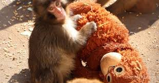 Conoce a Punch, un mono abandonado y su inseparable peluche, que conquista las redes sociales en Japón