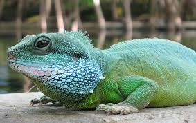 Attēlu rezultāti vaicājumam “chinese water dragon”