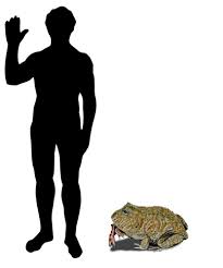 Image result for beelzebufo madagascar frog
