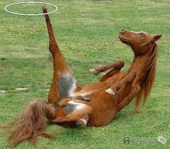 Лавров предложил Западу ввести санкции против Украины - Цензор.НЕТ 5184