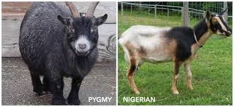 Image result for GOAT