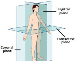 Image of Coronal plane anatomy