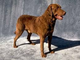 Image result for "Chesapeake bay retriever"