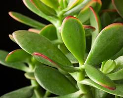 Crassula succulent resmi