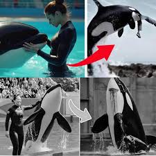 Orca trainer's final moments captured on camera