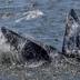 Increased whale sightings in New York City waters a sign of cleaner ...