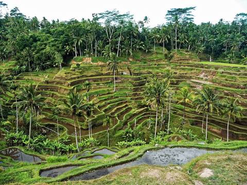 Tegallalang Rice Terrace