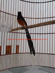 Hasil gambar untuk murai batu