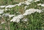 Achille millefeuille, Herbe aux charpentiers, Achillea millefolium