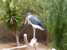 Risultati immagini per marabu
