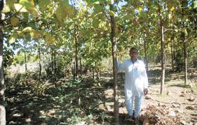 Image result for sagwan image green tree image