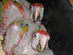 Image result for baby macaw parrot for sale