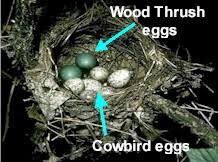 Image result for brown headed cowbird eggs