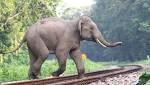 Speeding train crushes elephants death