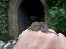 Image result for Etruscan Shrew