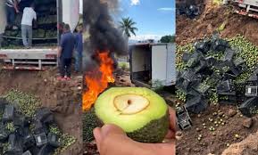 Gusano Barrenador En Aguacate