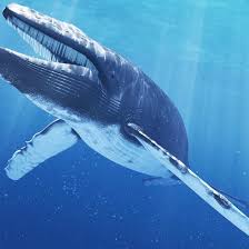 පෘථිවියේ දැවන්තයා (BLUE WHALE) නිල් තල්මසා අද ජීවත් වන විශාලතම තල්මසා පමණක් නොවේ; නිල් තල්මසා පෘථිවියේ මෙතෙක් ජීවත් වූ විශාලතම සත්වයා වේ. ඔවුන් ...