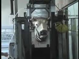 Image result for belgian blue bull meat