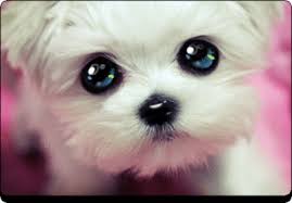 Resultado de imagen para imagenes cute