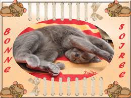 Résultat de recherche d'images pour "IMAGES BONNE SOIREE CHATS BISOUS"