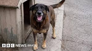Cão Orelha: 'O que adolescentes fizeram acontece todas as noites em casas do Brasil, ao vivo no Discord', alerta juíza Vanessa Cavalieri