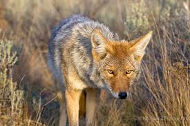 Image result for picture of coyotes