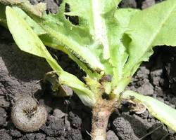 Immagine di larve nottue danno radicchio